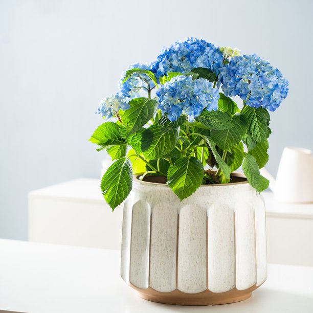 Round White and Brown Ceramic Striped with Drainage Hole 14 Inches