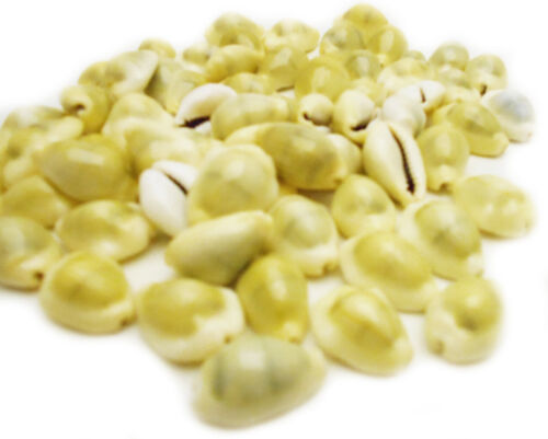 Money Cowrie Shells 12 Pieces