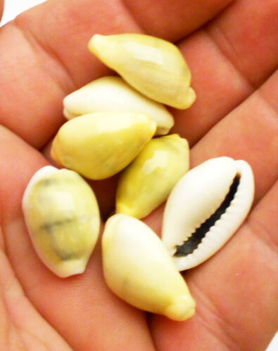Money Cowrie Shells 12 Pieces