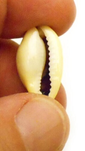 Money Cowrie Shells 12 Pieces
